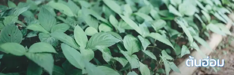 ต้นฮ่อม (Strobilanthes cusia (Nees) Kuntze)